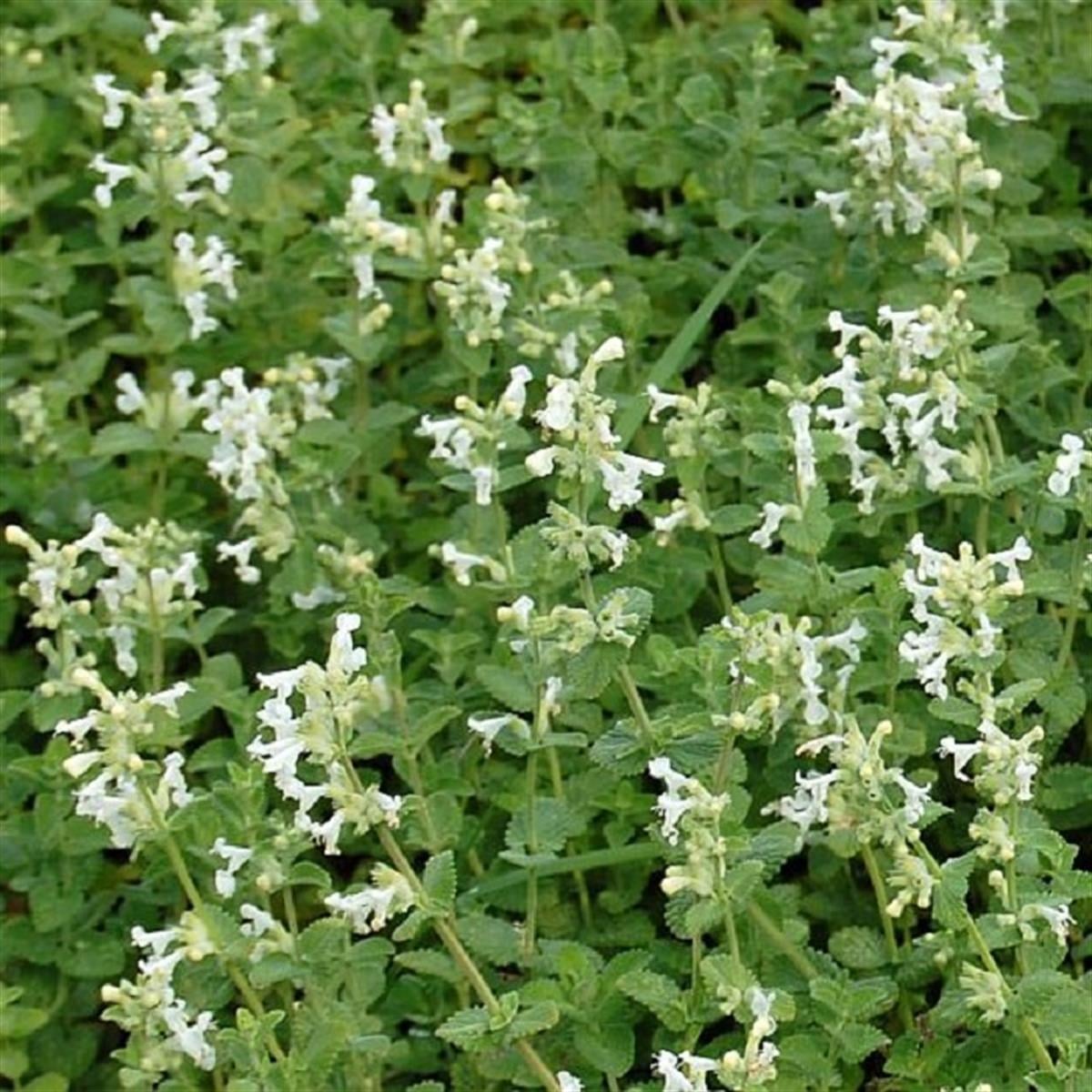 Nepeta faassenii Snowflake Kedi Nanesi fidesi