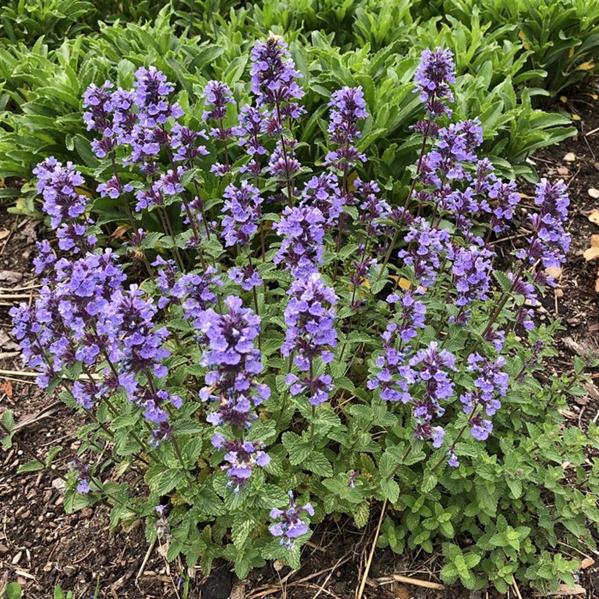 Nepeta Purssian blue Kedi Nanesi fidesi