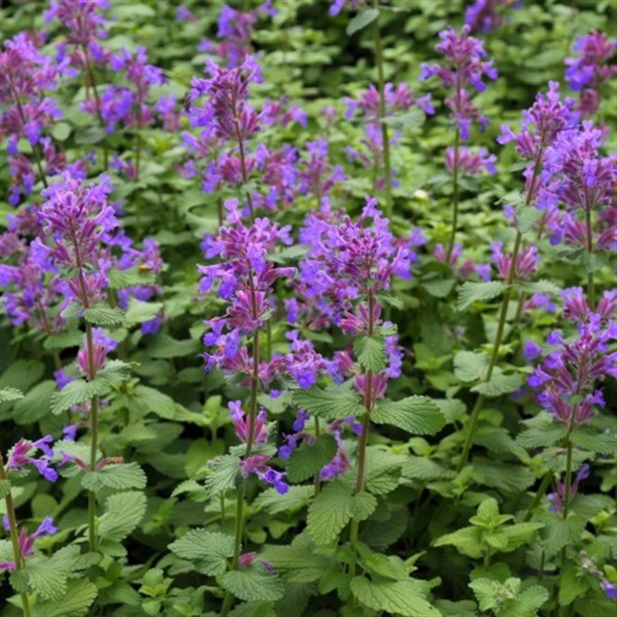 Nepeta racemosa Grog Kedi Nanesi fidesi