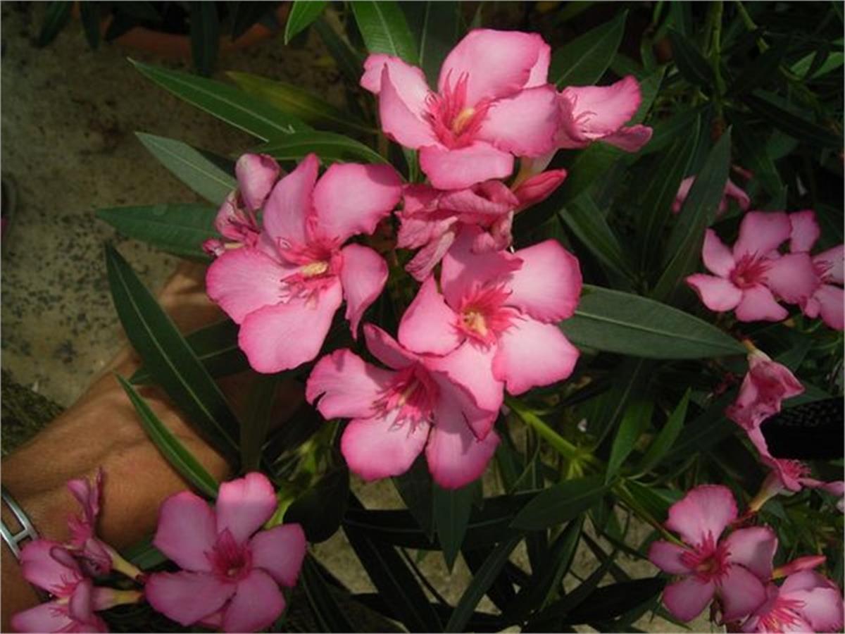 Nerium oleander Minouche Pembe Zakkum fidanı