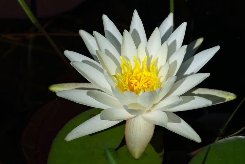 Nymphaea Beyaz Nilüfer Bitkisi