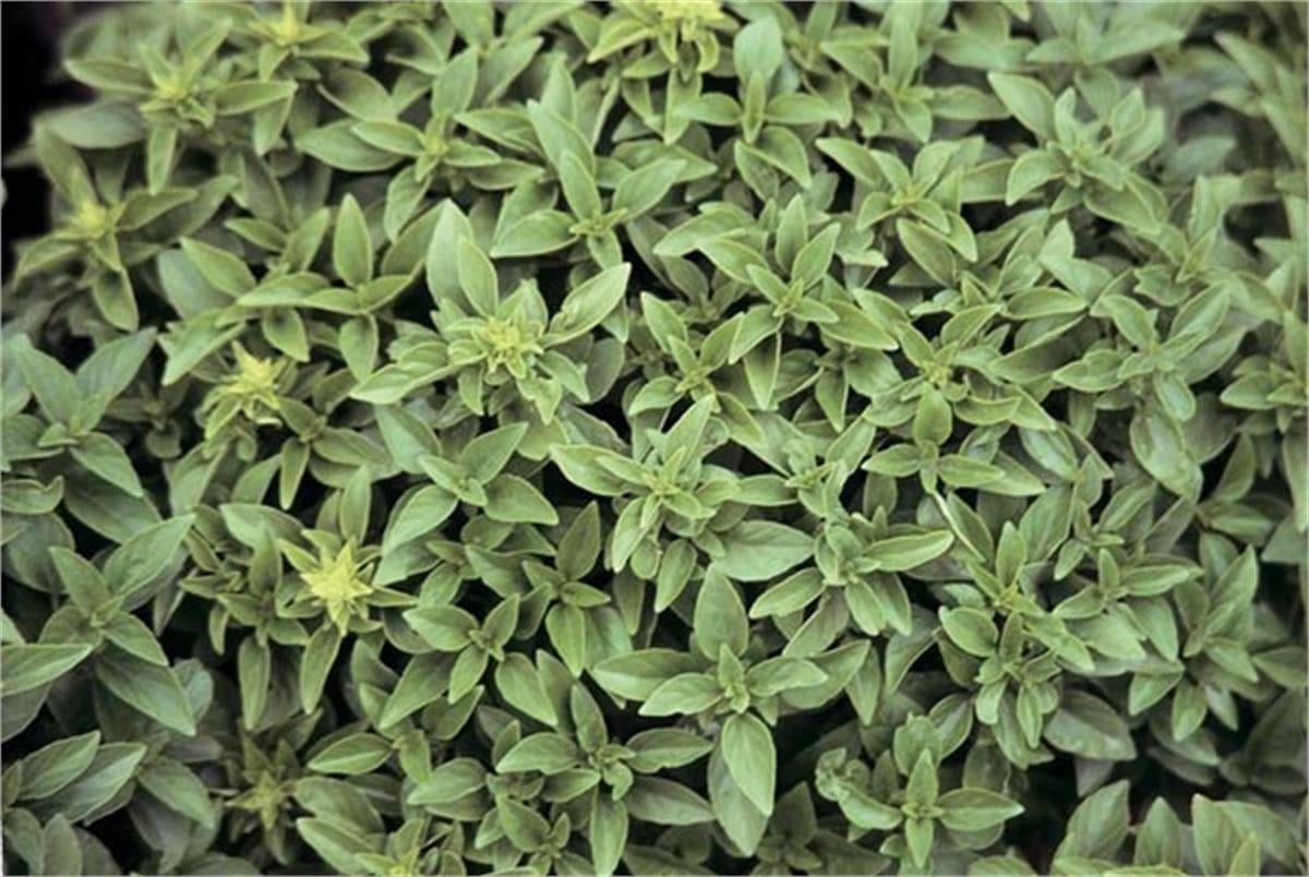 Ocimum Basilicum Fesleğen fidesi