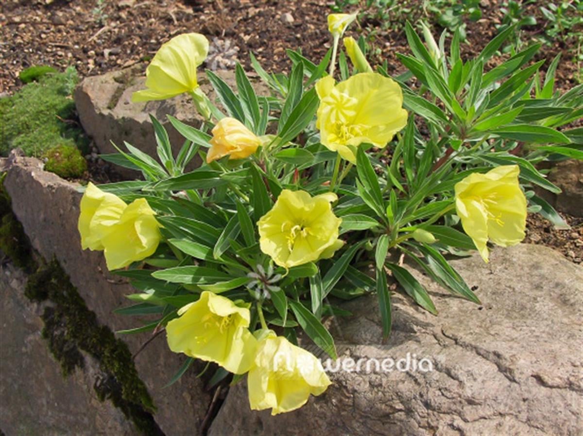 Oenothera macrocarpa Sarı Ezan çiçeği fidesi