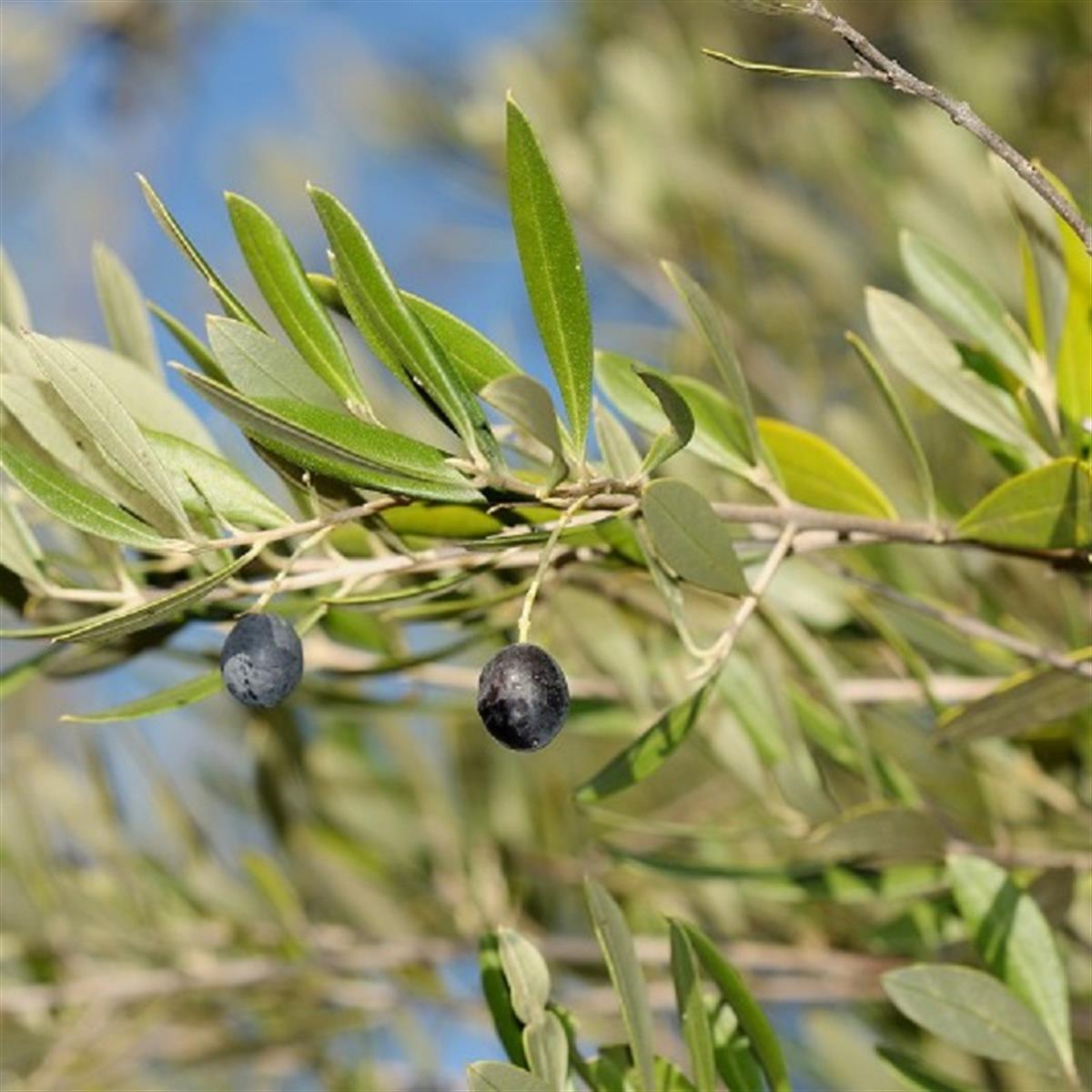 Olea europaea Delice Zeytin fidanı