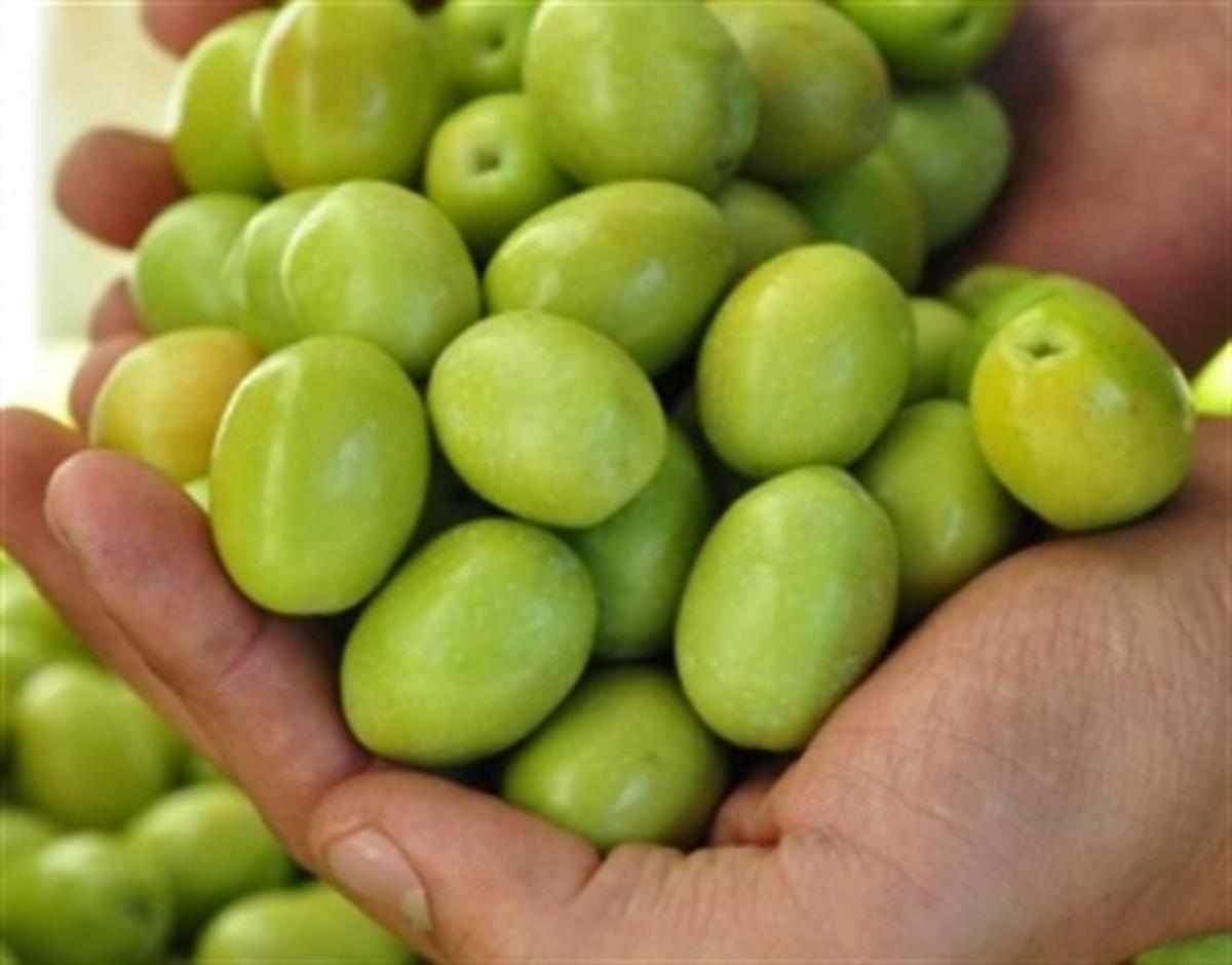 Olea europaea Domat Zeytin fidanı