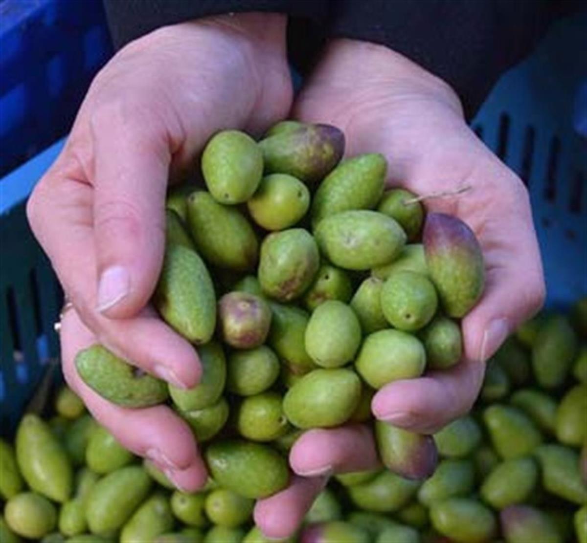 Olea europaea Eşek Zeytin fidanı