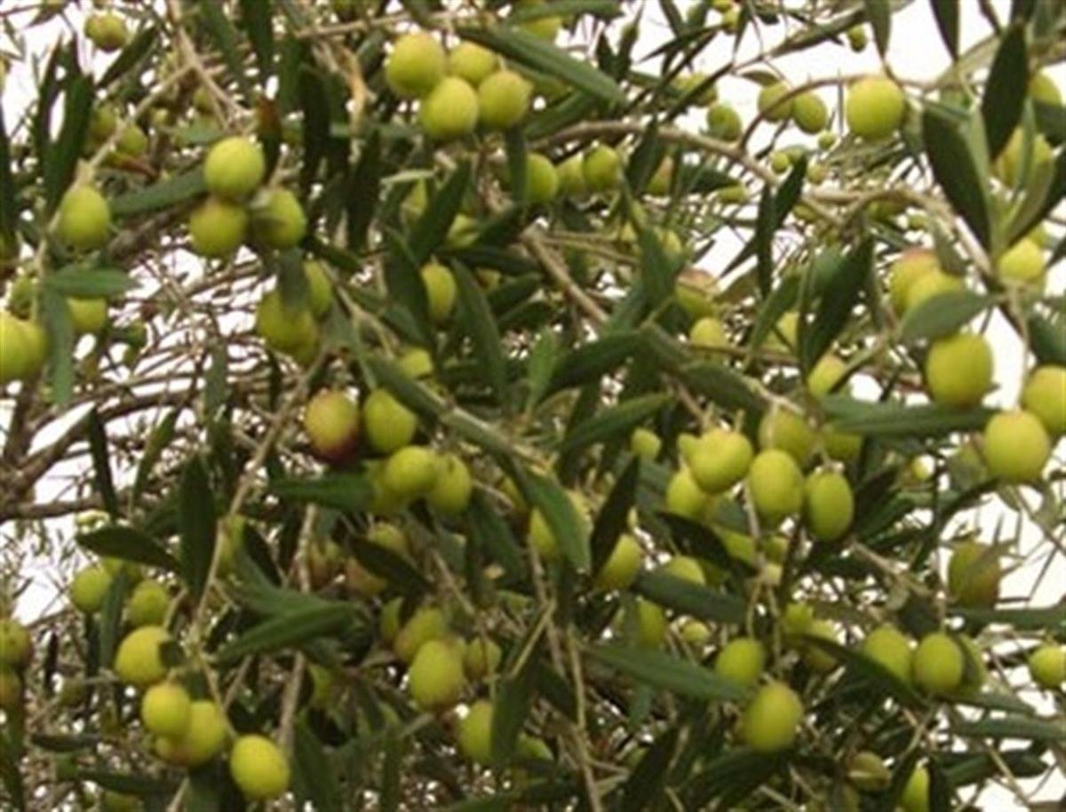 Olea europaea Memecik Zeytin fidanı