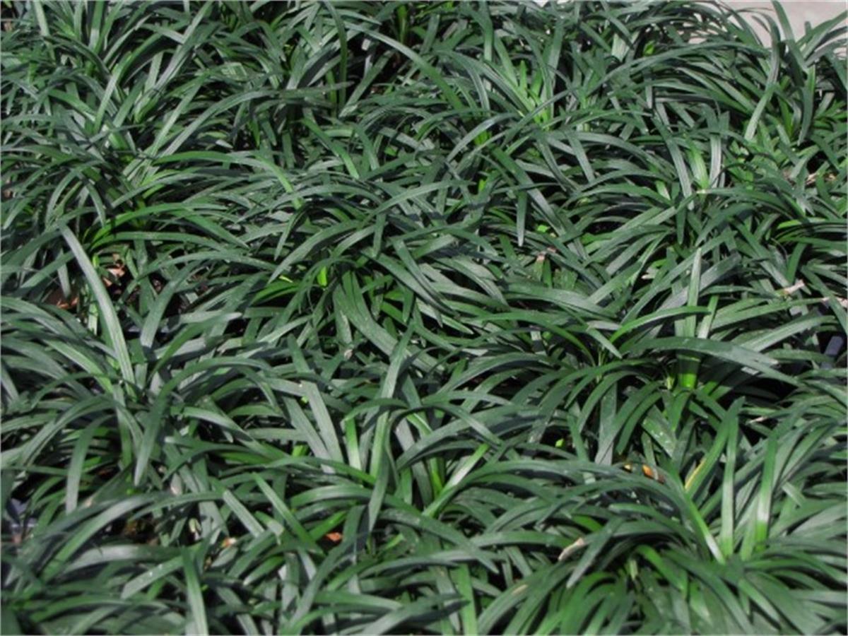 Ophiopogon japonicus Nanus Bodur Osmanlı Çimi fidesi