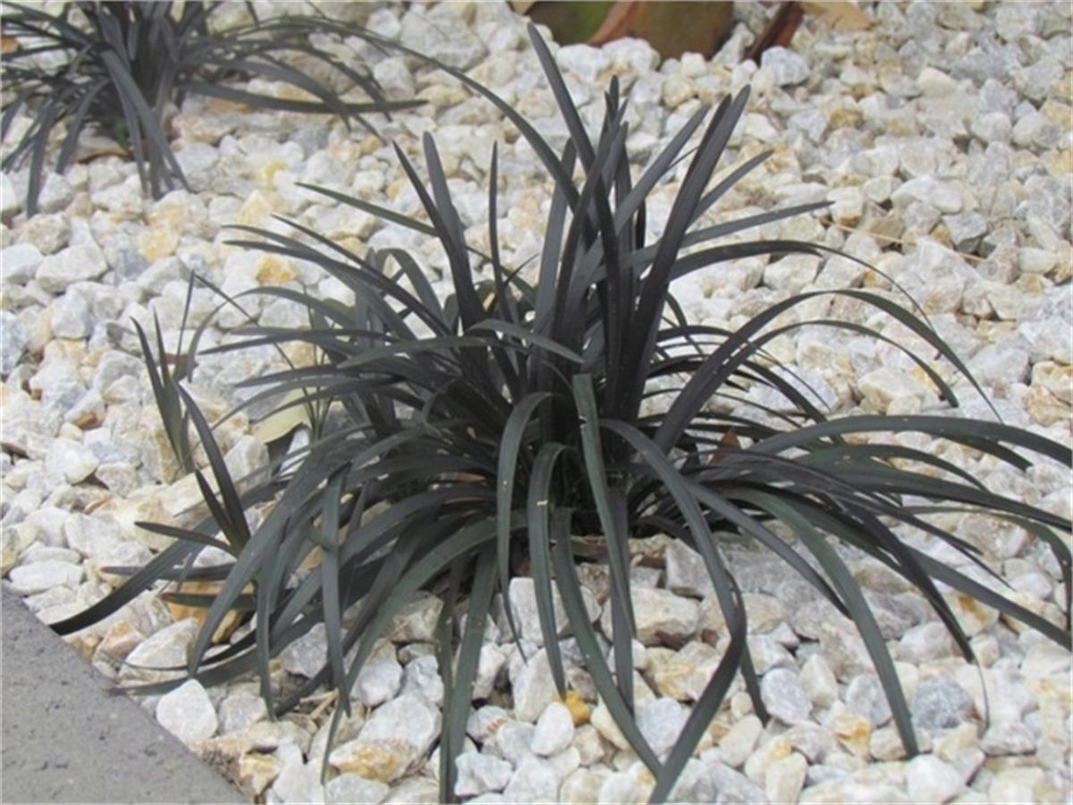 Ophiopogon japonicus nigra Siyah Osmanlı Çimi fidesi