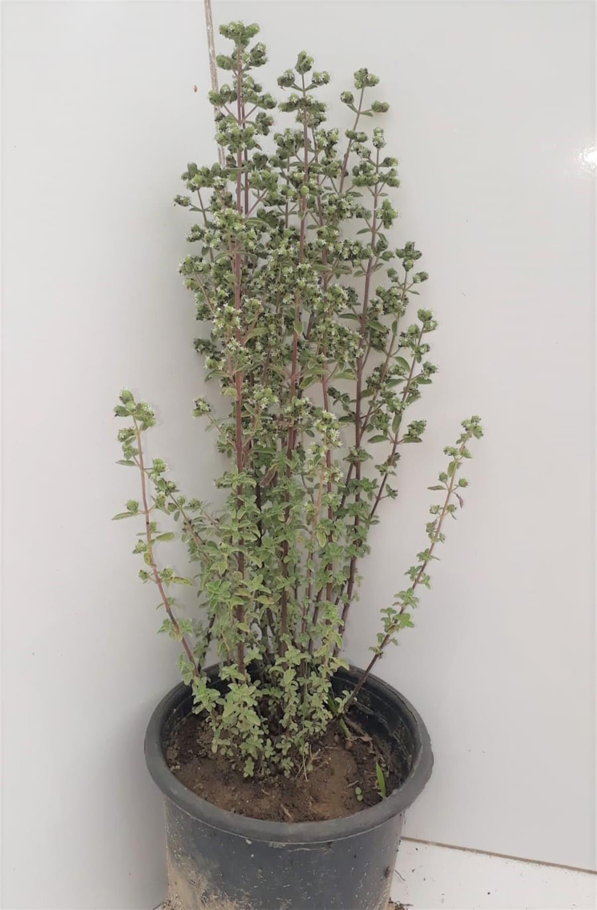 Origanum microphyllum Minik yapraklı Mercanköşk fidesi