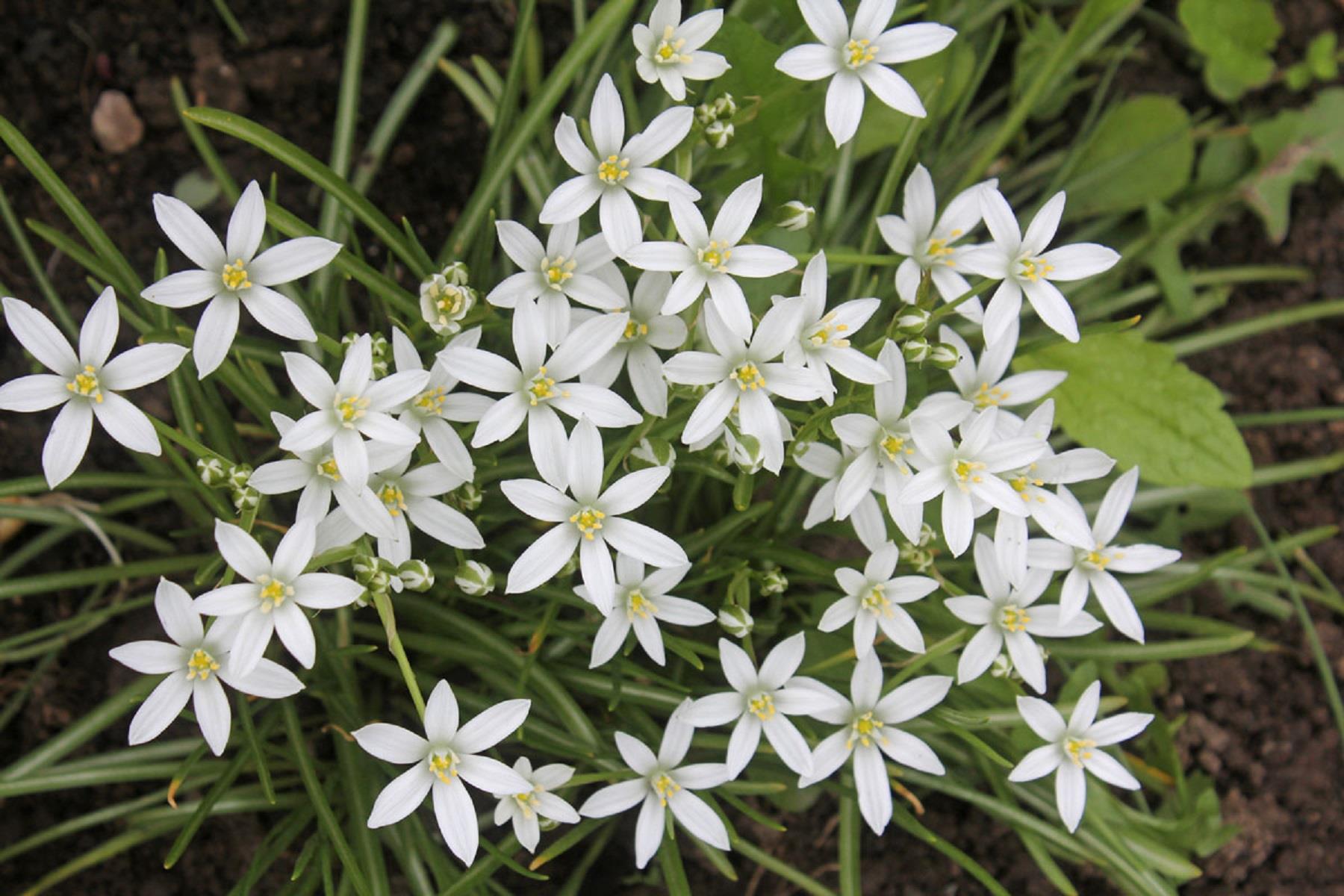 Ornithogalum balansae Akyıldız, Betüllahim Yıldızı Soğanı