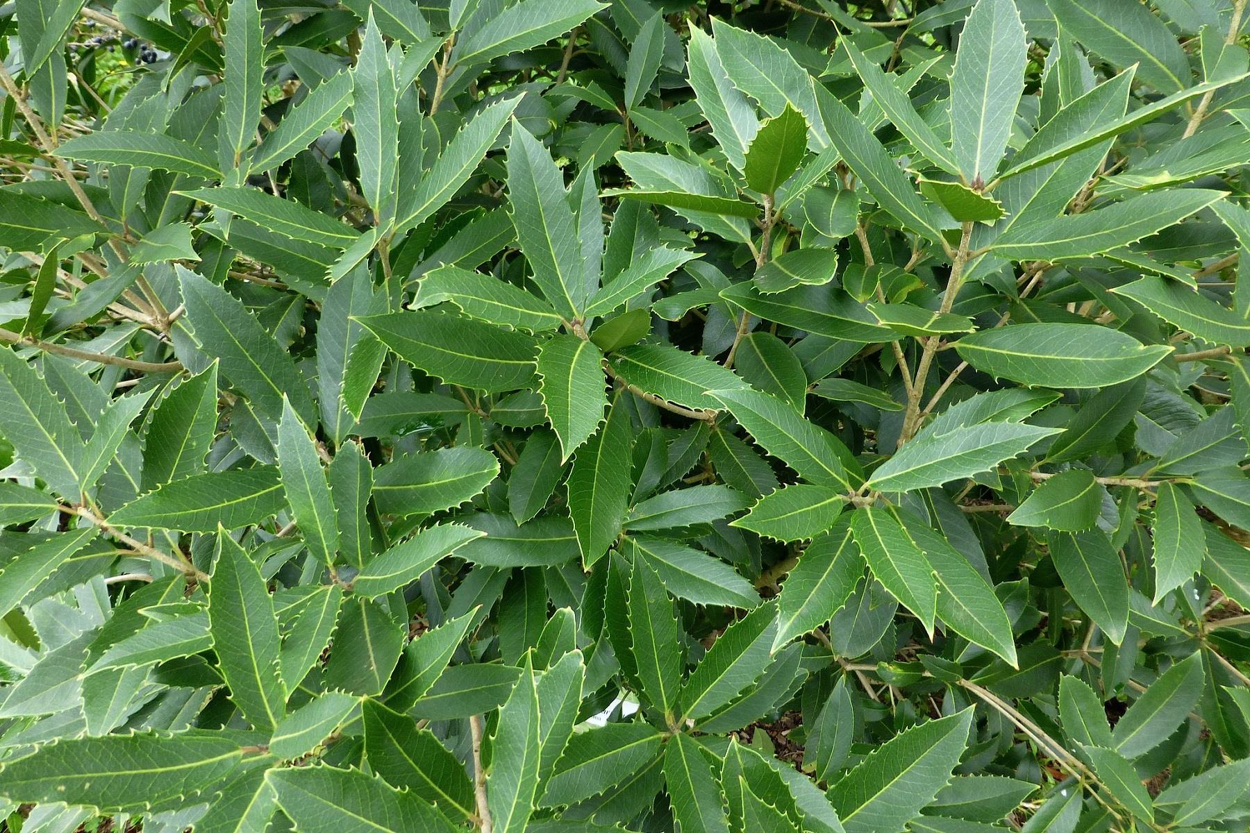 Osmanthus armatus osmantus fidanı