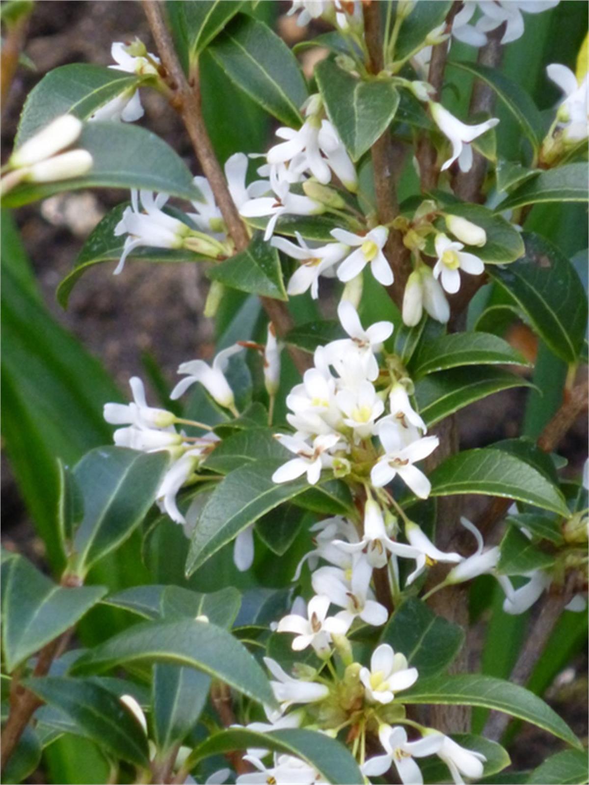 Osmanthus burkwoodii Kokulu Çiçekli Osmantus fidanı