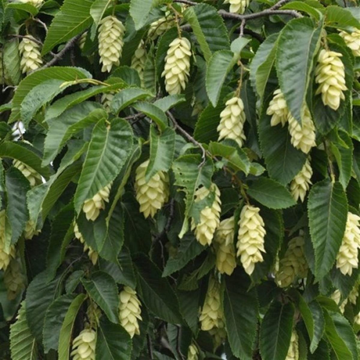 Ostrya carpinifolia Gürgen yapraklı kayacık fidanı