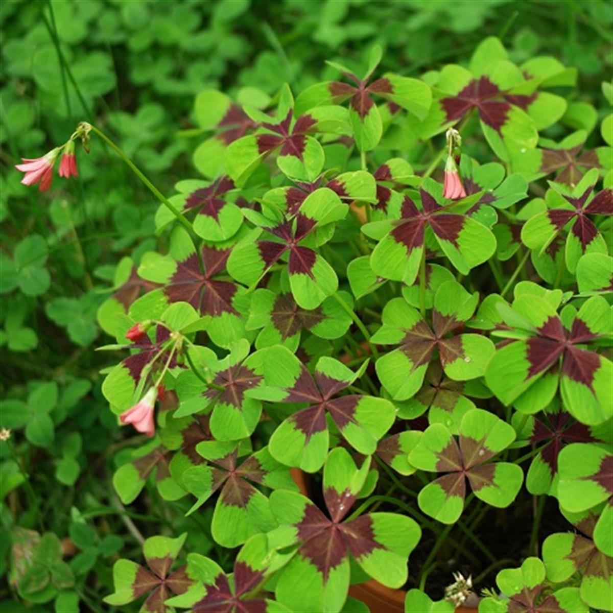 Oxalis tetraphylla Dört yapraklı Süs yoncası fidesi