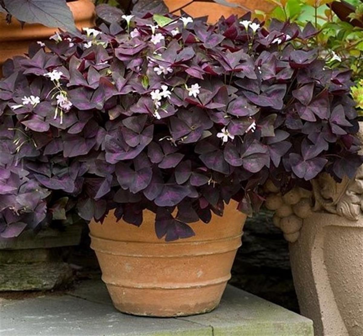 Oxalis triangularis Süs yoncası fidesi