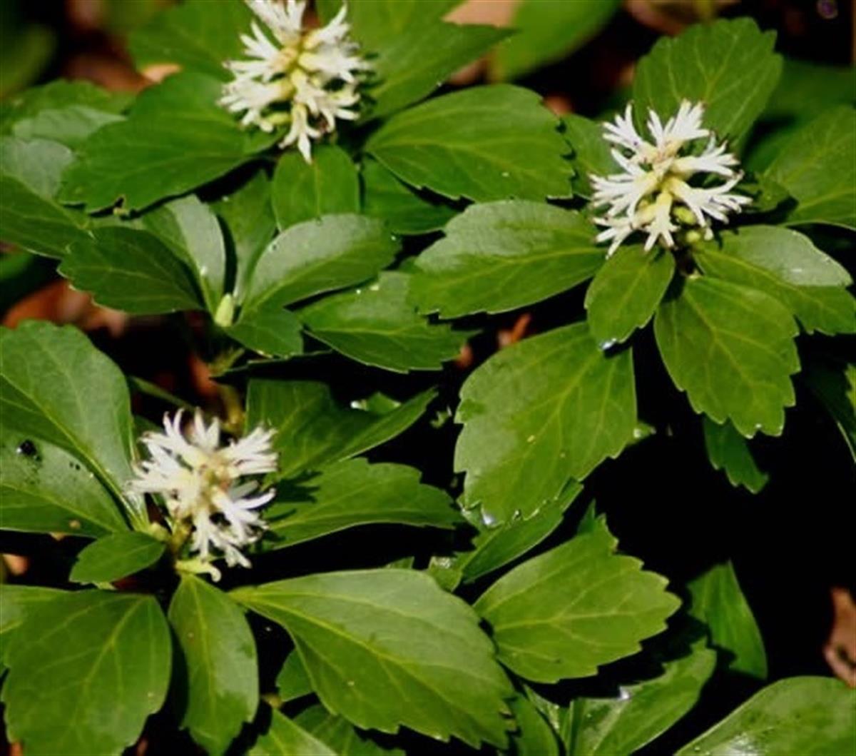 Pachysandra Terminalis Japon Süpürgesi fidanı