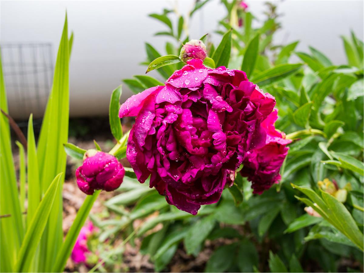 Paeonia lactiflora Yumru Şakayık Louis van Houtte