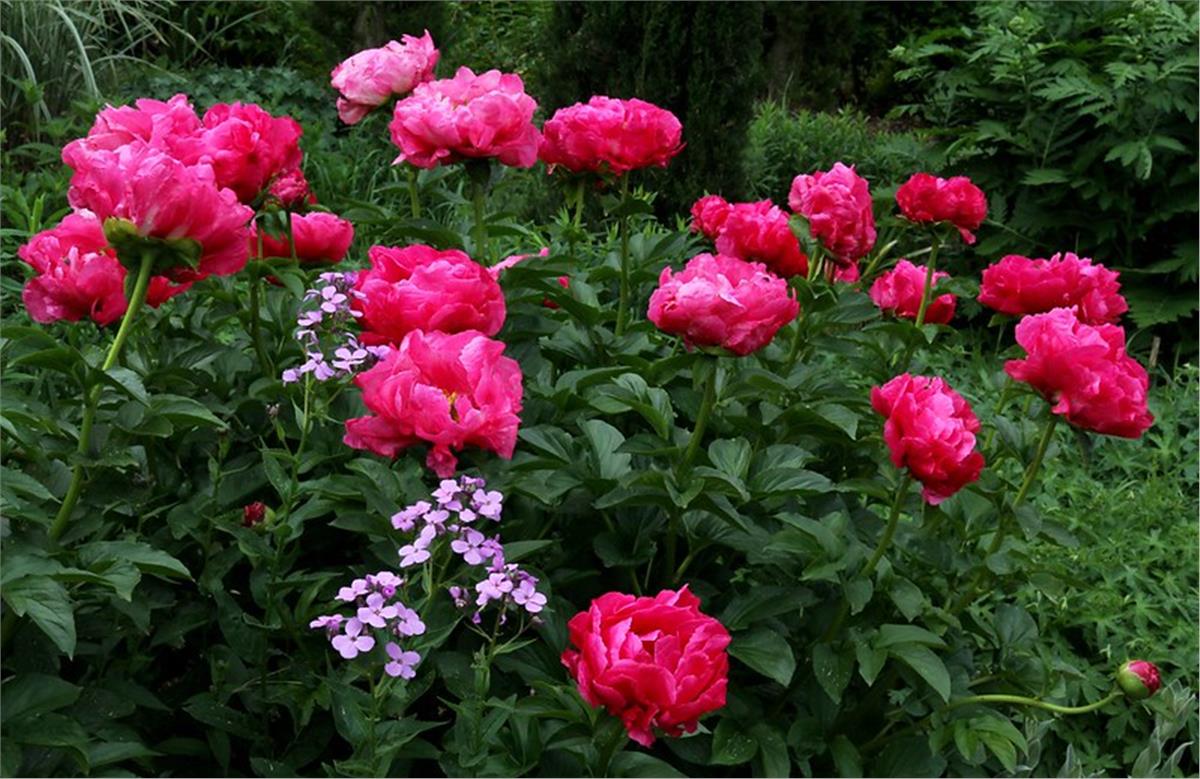 Paeonia lactiflora Yumru Şakayık Paula Fay