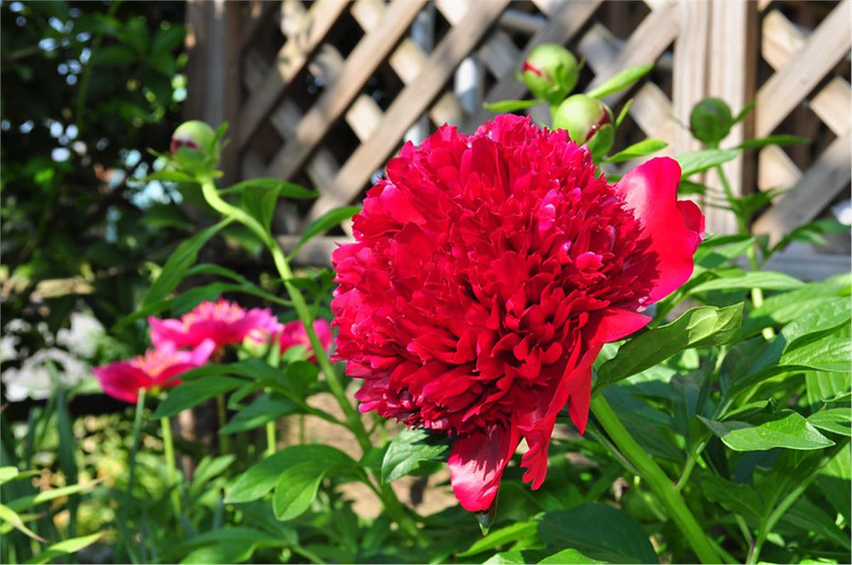 Paeonia lactiflora Yumru Şakayık Red Charm