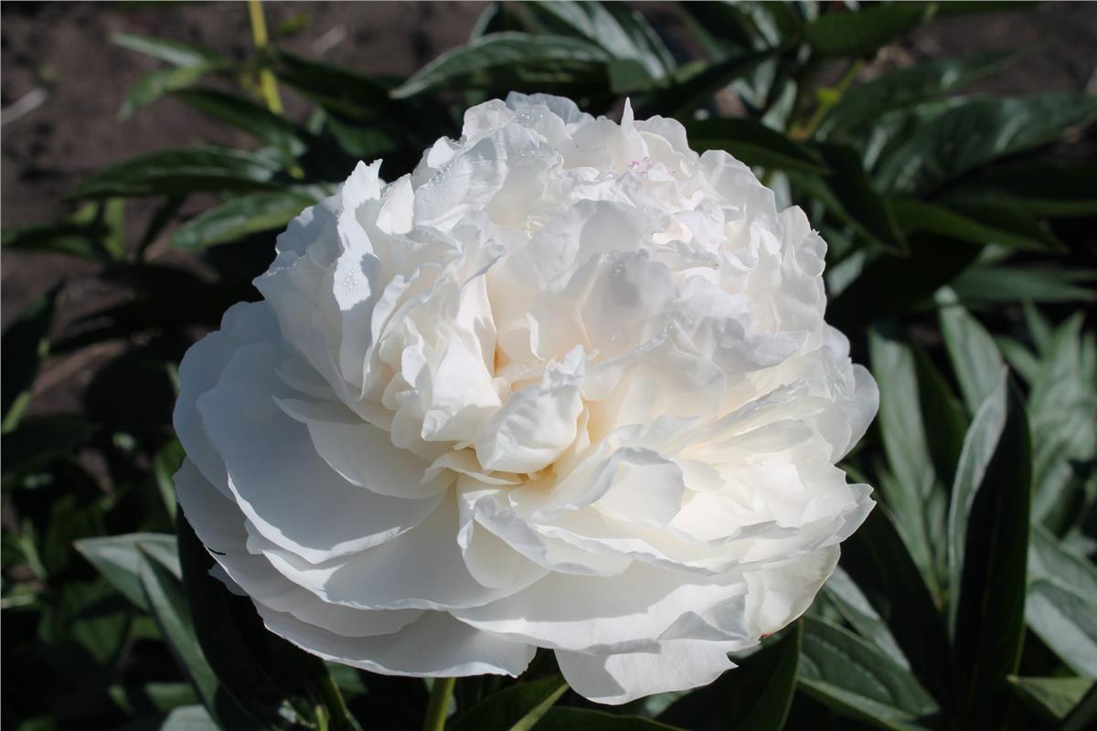 Paeonia lactiflora Yumru Şakayık Solange
