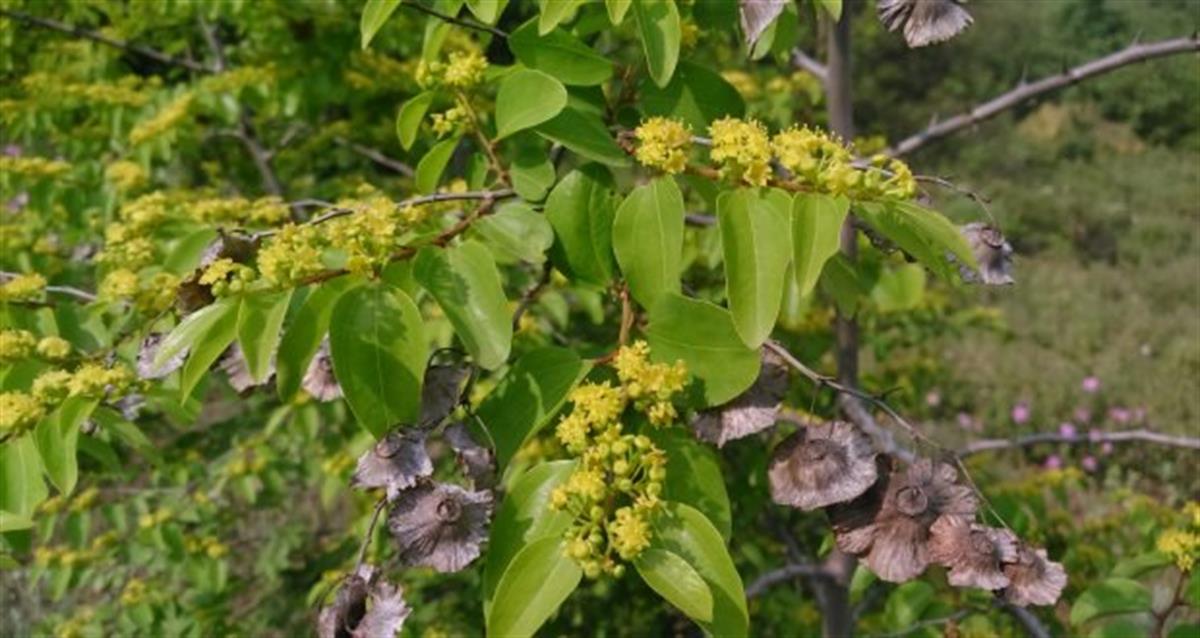Paliurus spina-christi Karaçalı fidanı