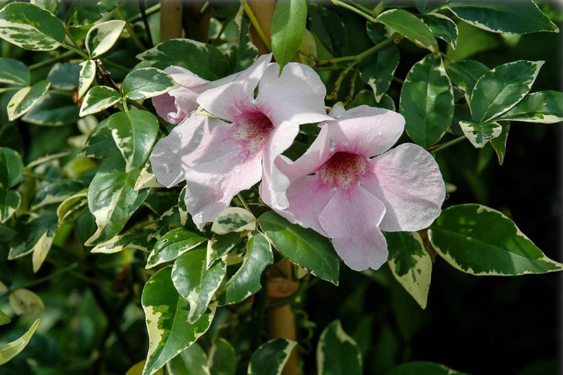 Pandorea jasminoides variegata Pandora Yasemini fidanı