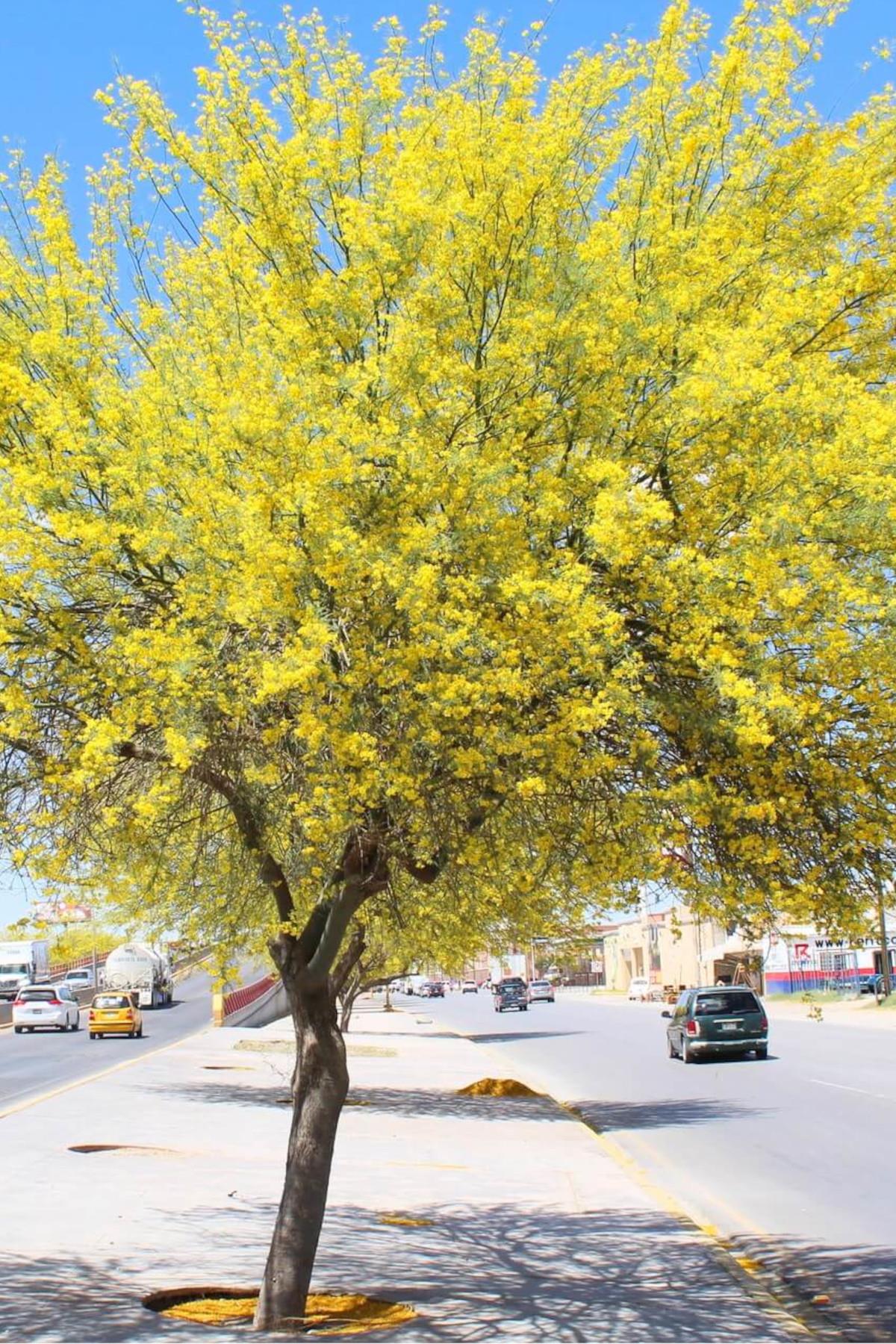 Parkinsonia aculeata Sülün Ağacı Fidanı