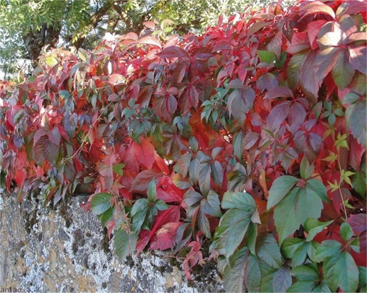 Parthenocissus quinq. ampelopsis Amerikan Sarmaşık fidanı