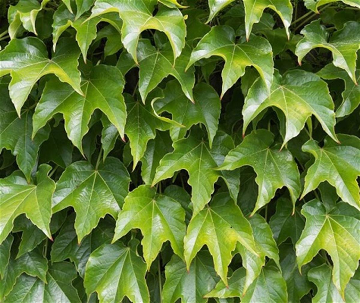 Parthenocissus tr. Veitch. Rob. Vantuzlu amerikan sarmaşık fidanı