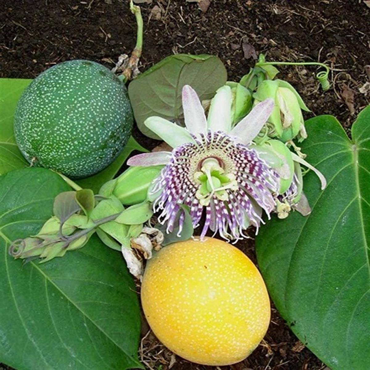 Passiflora edulis Meyvesi Yenen Saat Çiçeği fidanı