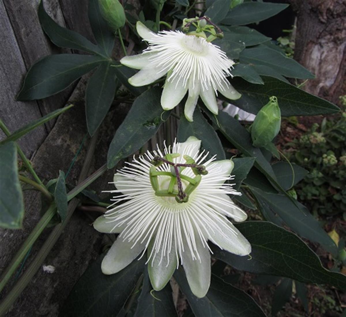 Passiflora riverside snowqueen Çarkıfelek Saat Çiçeği fidanı