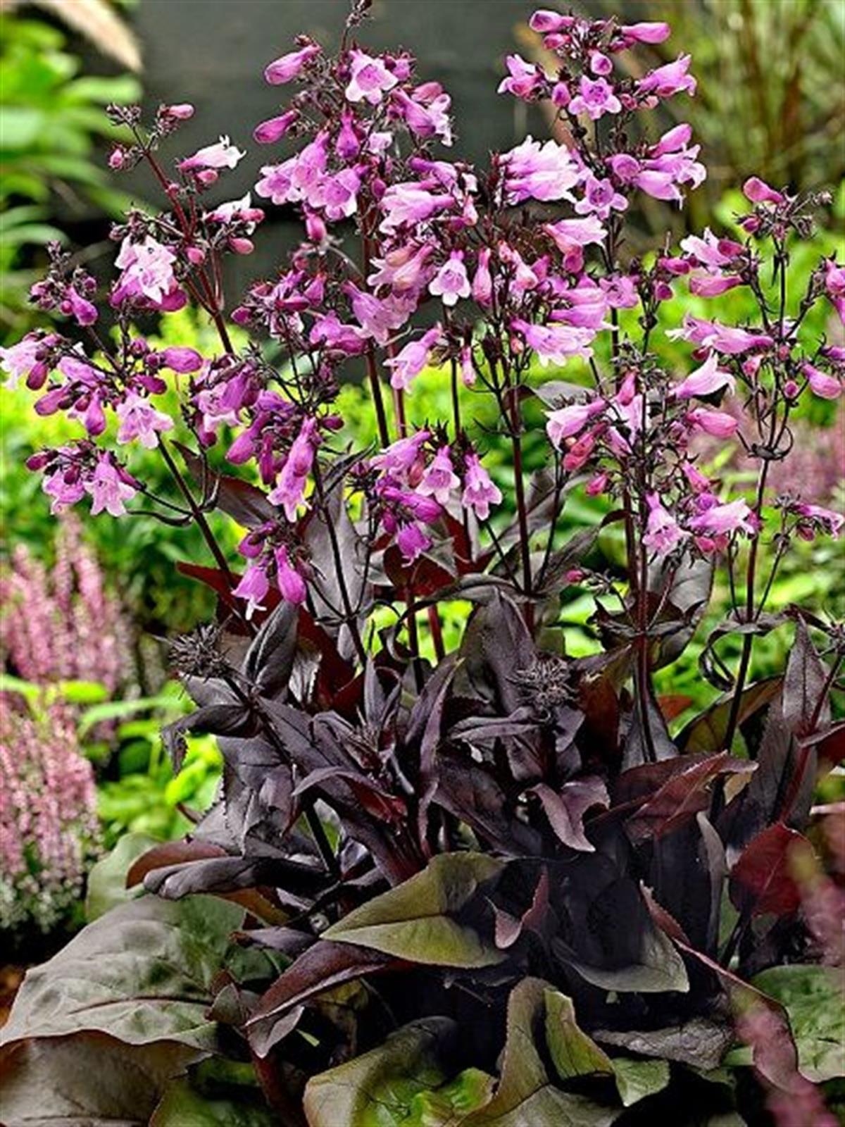 Penstemon digitalis Mystica Sakallı Dil fidanı