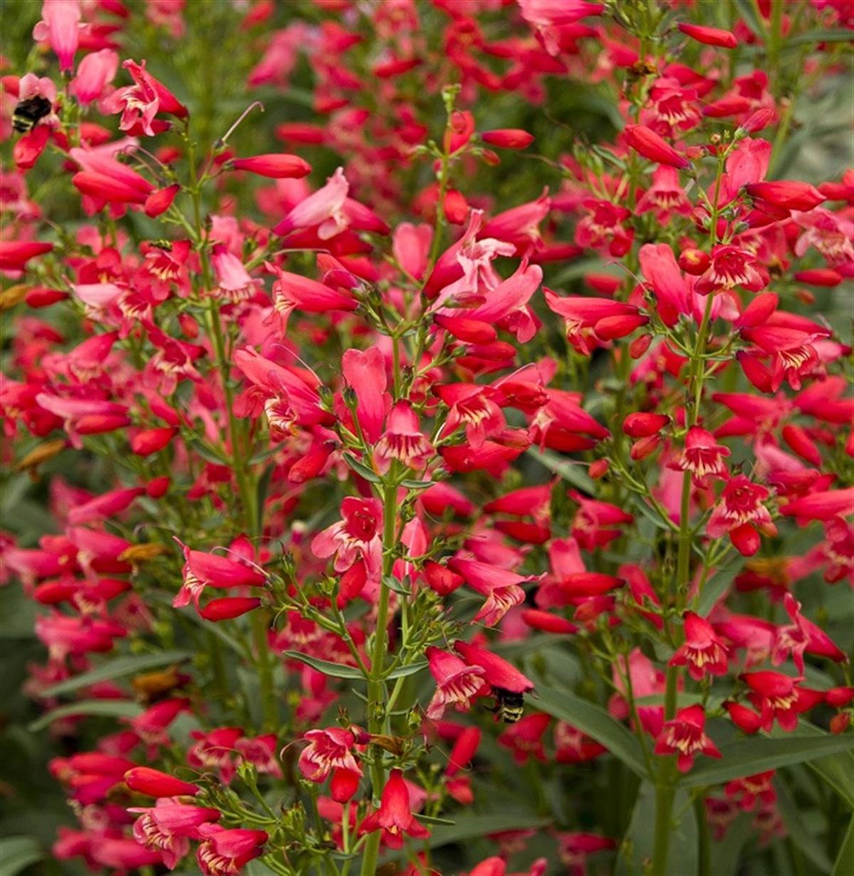 Penstemon Red Riding Hood Sakallı Dil fidanı