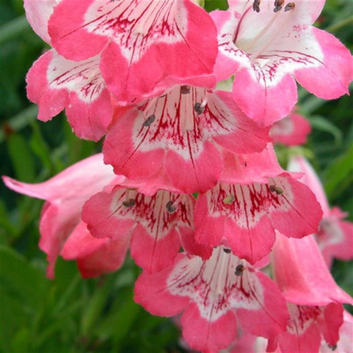 Penstemon souvenir dadrien regnier Sakallı Dil fidanı