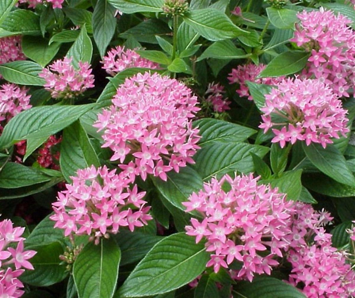 Pentas lanceolata Yıldız, Beşiz Çiçeği fidanı