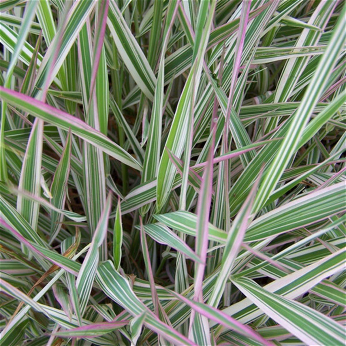 Phalaris arundinacea var. Picta Alacalı kanarya kamışı fidanı