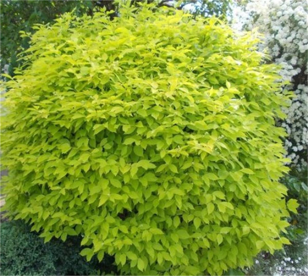 Philadelphus coronarius Aureus altuni filbahri fidanı