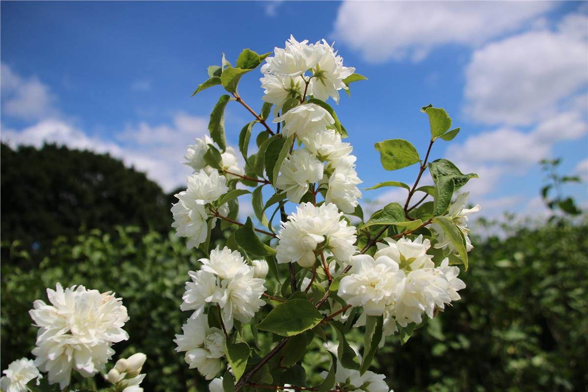 Philadelphus Schneesturm filbahri fidanı