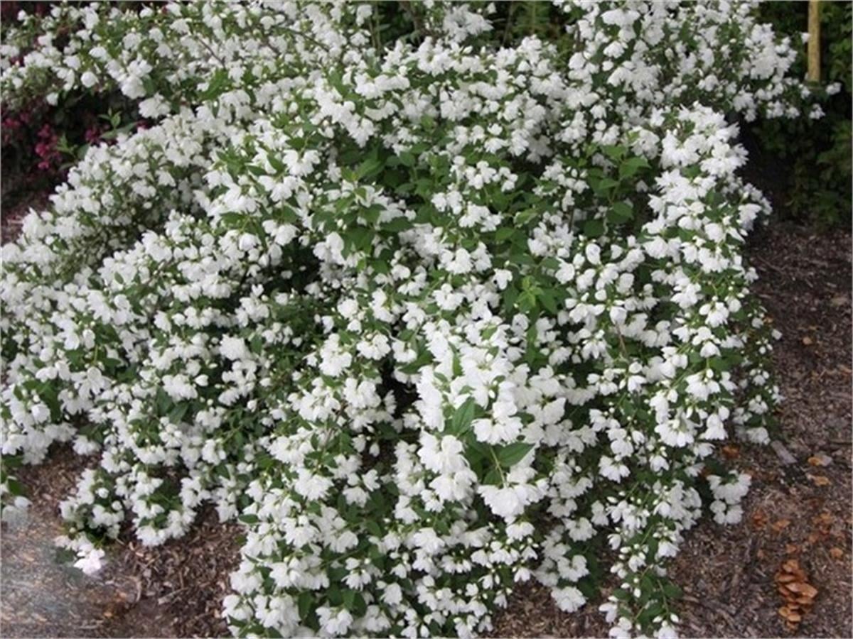 Philadelphus White rockpekphil yarıbodur filbahri fidanı