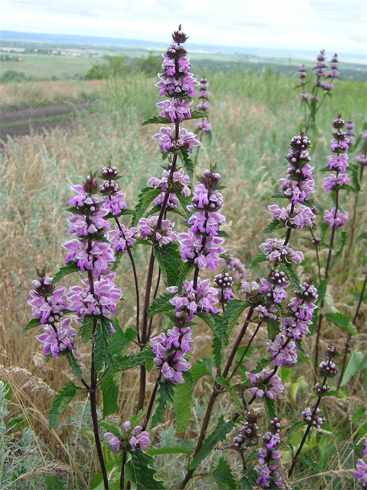Phlomis tuberosa Phlomis Mavi Çalba fidanı