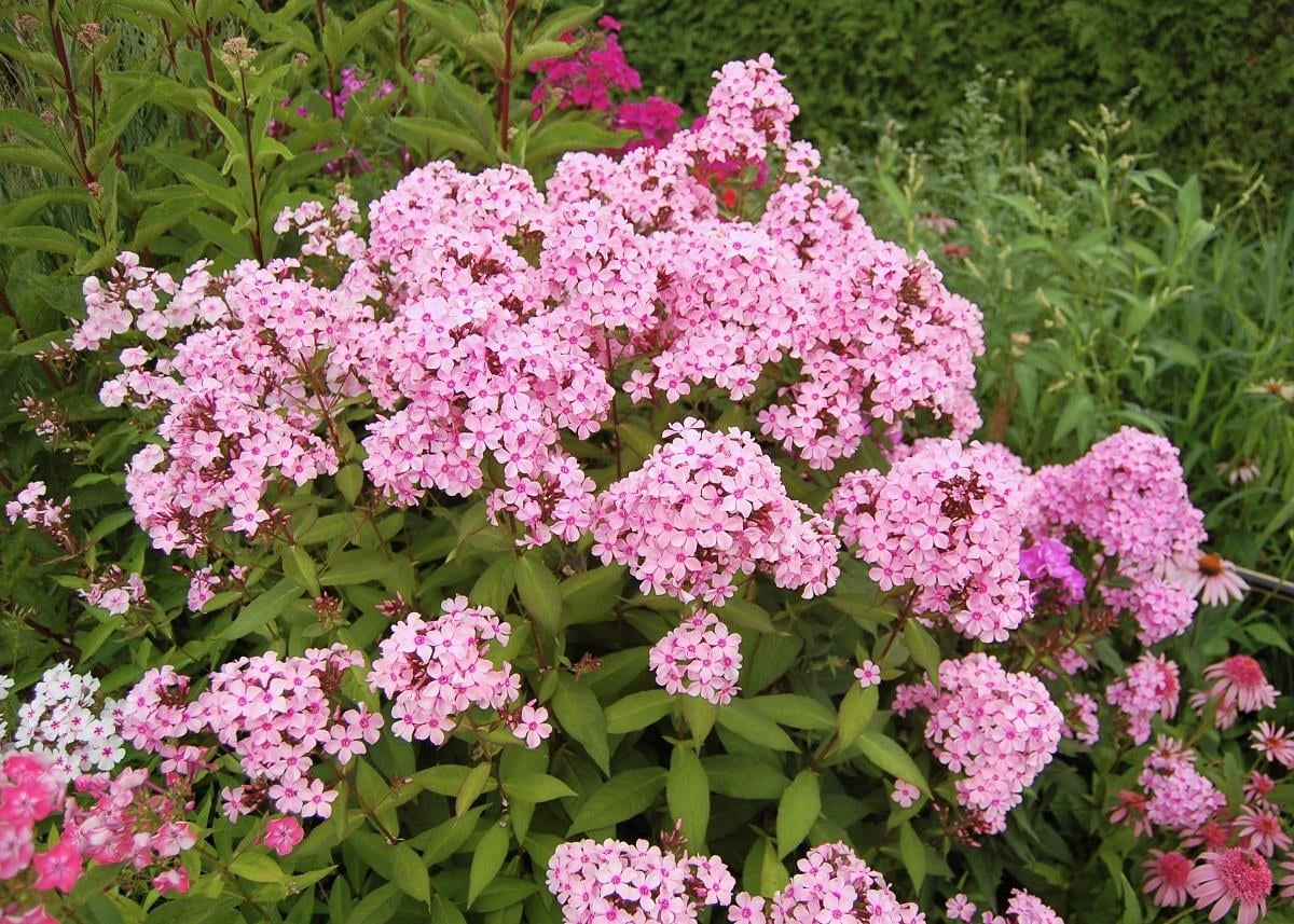 Phlox paniculata Sweet Summer Melody Bahçe Floksu