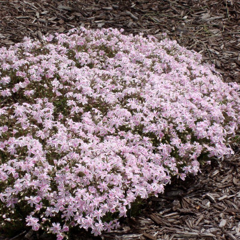 Phlox subulata Candy Stripes Yayılıcı Floks