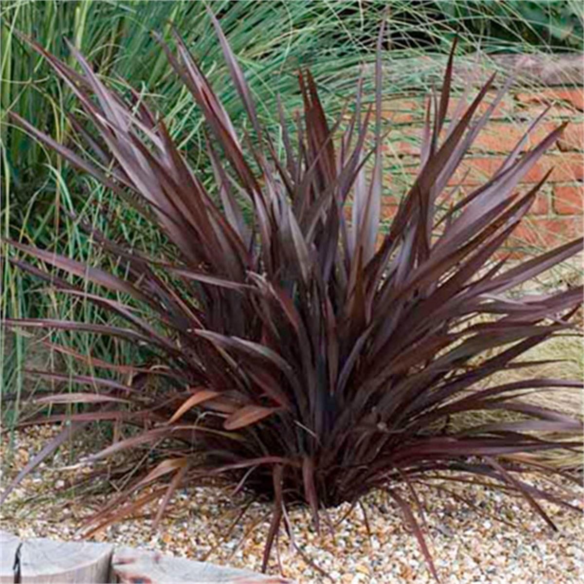Phormium Bronze baby Yeni Zelanda Keteni fidesi
