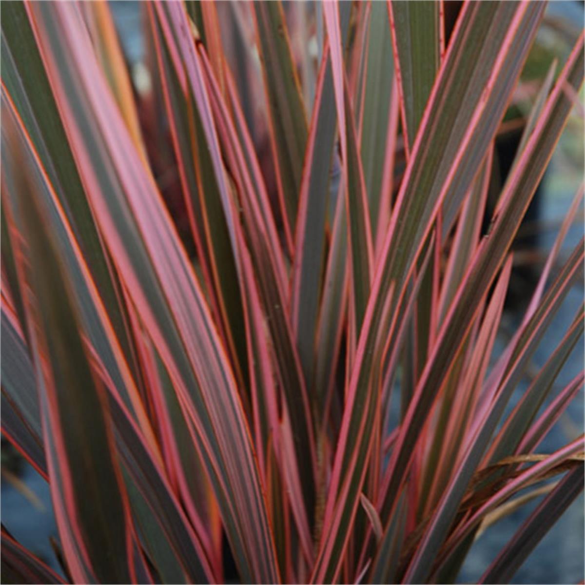 Phormium Rainbow Queen Yeni Zelanda Keteni fidesi
