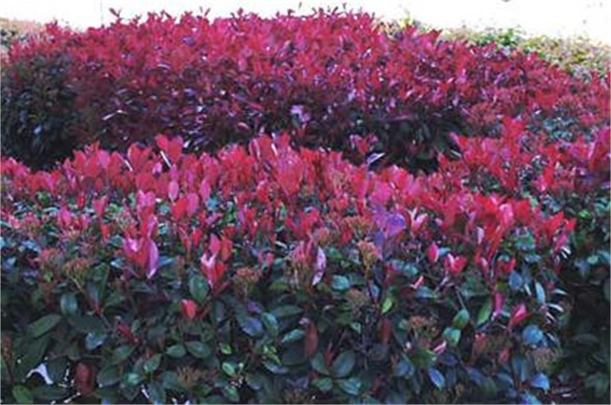 Photinia fraseri alev ağacı alev çalısı fidanı