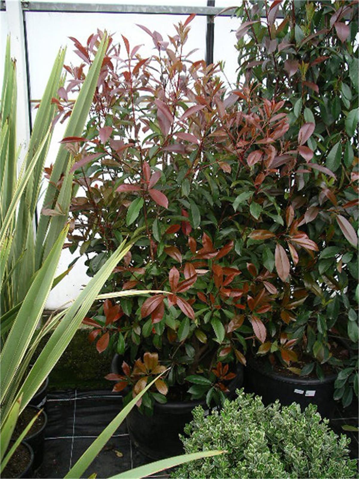 Photinia Fraseri Nana Alev Çalısı fidanı