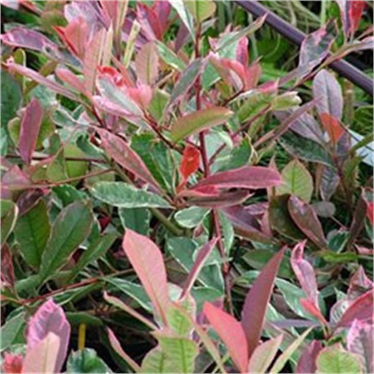 Photinia Fraseri Pınk Marble Cassini Alev Çalısı fidanı