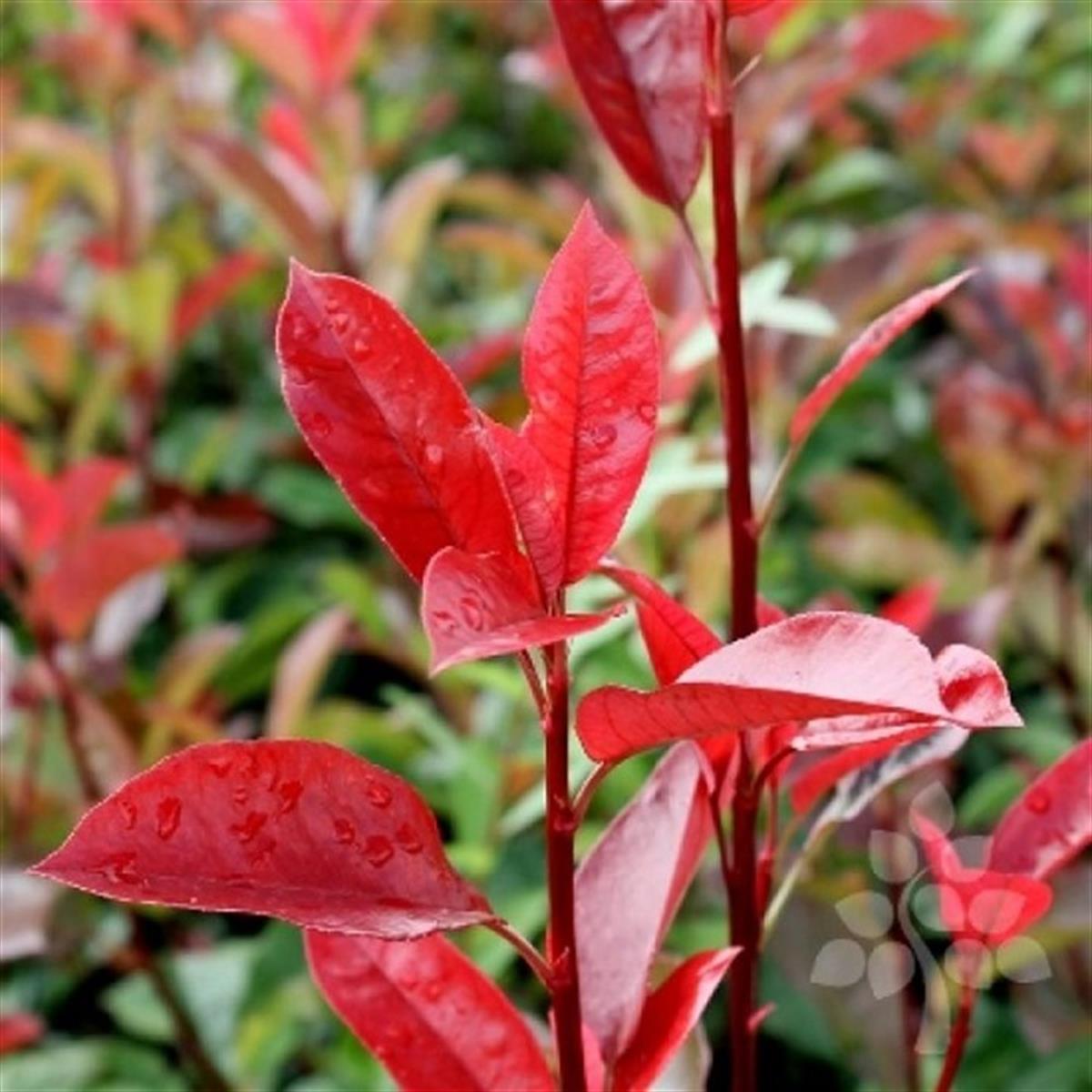 Photinia fraseri Red Robin Alev ağacı alev çalısı