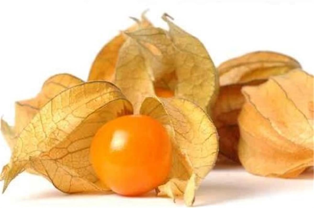 Physalis franchetii Altın Çilek Yer Kirazı fidesi